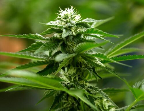 Column: Is the federal government finally transcending its ‘Reefer Madness’ view of cannab