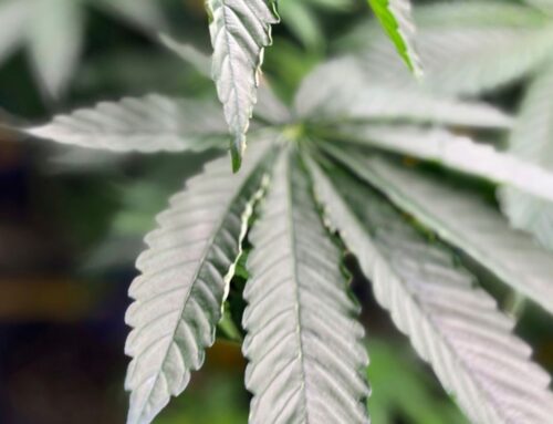 Ohioans for Cannabis Choice challenges new marijuana laws with referendum