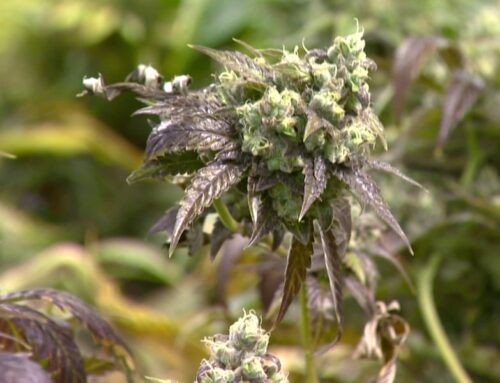 Hemp ban provision threatens local cannabis businesses