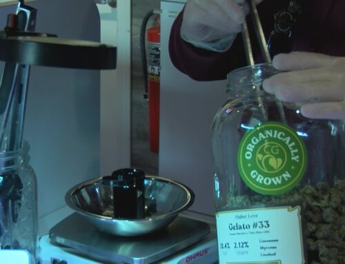 UP dispensary lays off employees amid new tax on cannabis