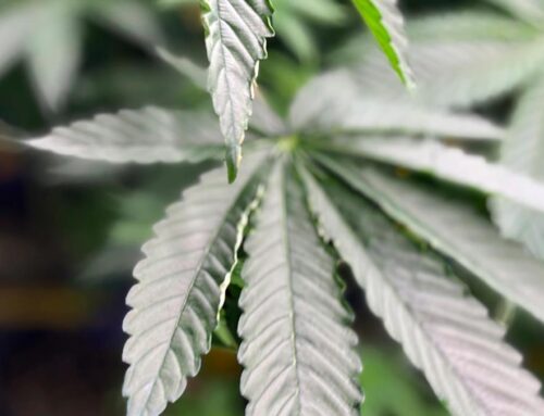 Tilray CEO says THC drink regulation will benefit cannabis companies