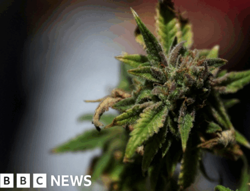 Jersey could relax cannabis laws in new law proposals