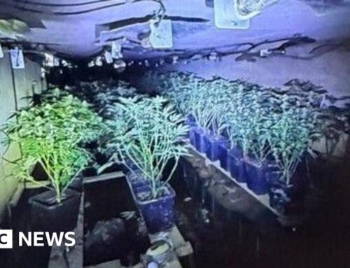Cannabis discovered in culvert under Northamptonshire M1