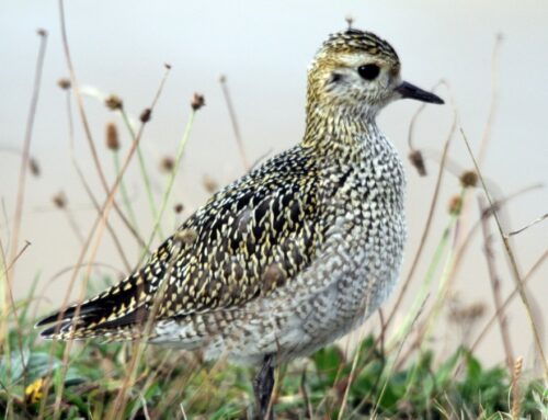 Extreme weather events are ‘new normal’ for UK wildlife