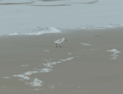 Judge rules State Parks are in violation of Environmental Species Act