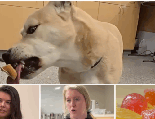 Michigan vet says many pet owners don’t realize furry friends can get intoxicated by canna