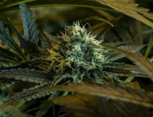 How Trump’s marijuana order could reshape Arizona’s cannabis industry