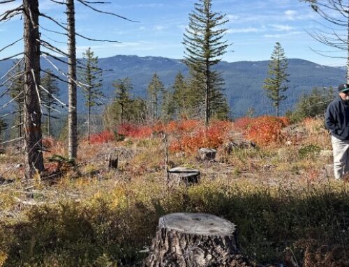 Trump Logging Plans Stretch ‘Emergency’ Definition, Suits Claim