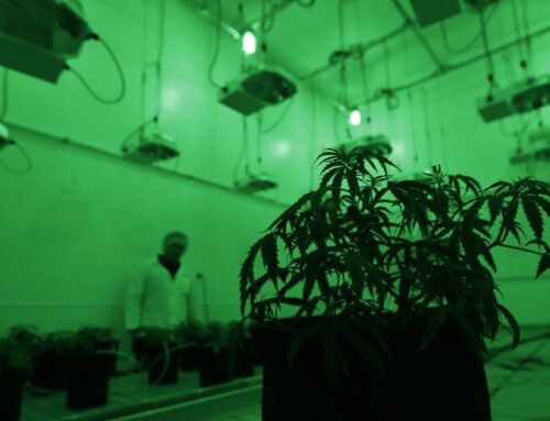 FDA-approved medical cannabis provides benefits, study finds