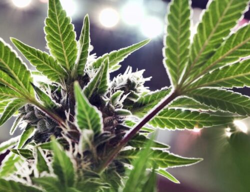 Trump says he is ‘considering’ marijuana reclassification