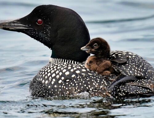 More loons are filling Maine’s lakes with their ghostlike calls