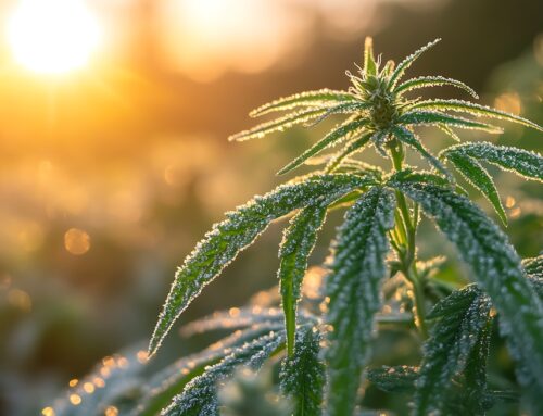 The blossoming cannabis industry