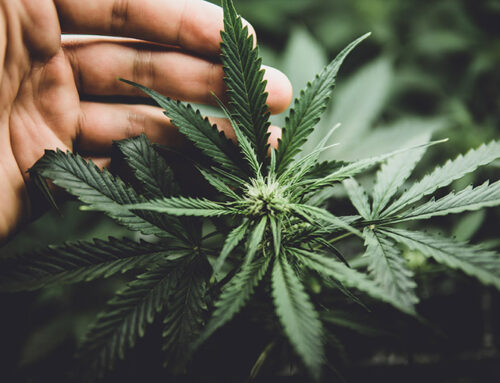 Schedule III cannabis would open FDA pathways, not legalization