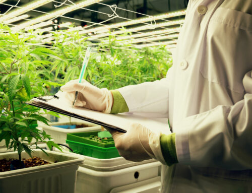 The secrets to making cannabis cultivation profitable