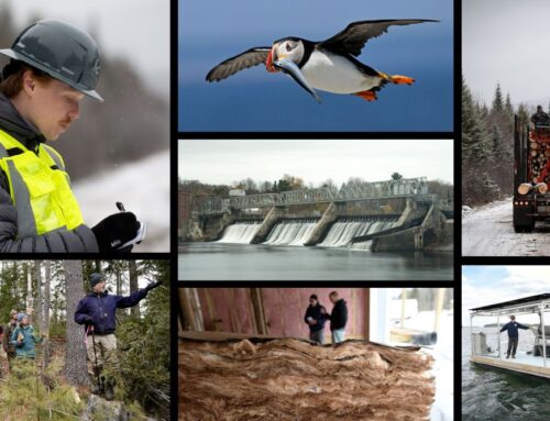 Our biggest environment stories in 2025