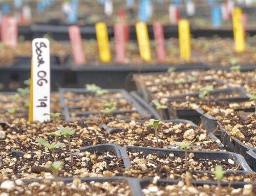 Blue Dream’s revenge: Why the cannabis market needs heirloom genetics