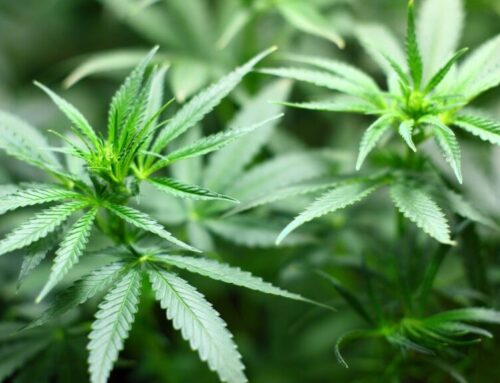 Ballot question for 2026 could upend Newton’s cannabis industry