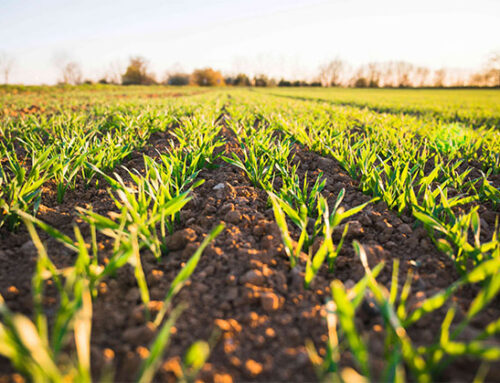 How the Environment Affects Us