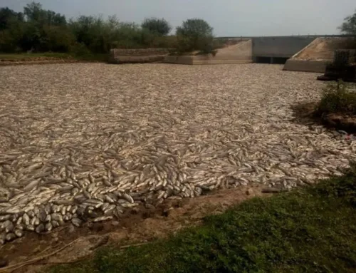 Environmental crisis in Bañado La Estrella: species mortality and binational tension over