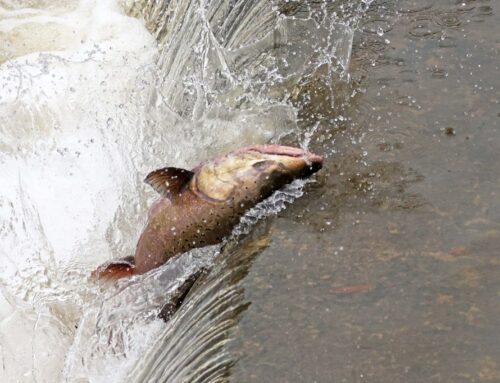Salmon returning to Bay Area creek for first time in 70 years could be sign of environment