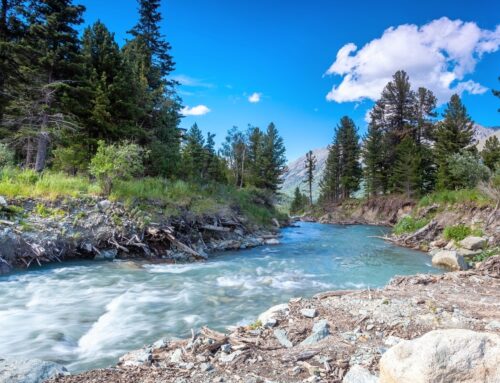 Same change, different outcome: How environment shapes evolution