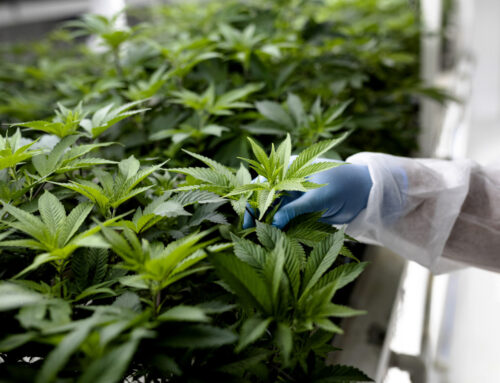 Organizers launch bid to overturn Ohio’s latest marijuana law changes