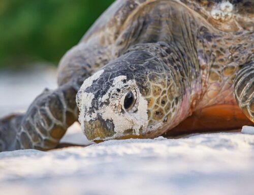 Seven Good News Stories You Missed This Year