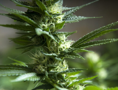 Tennessee Senate Democrat pushes cannabis reform following federal move