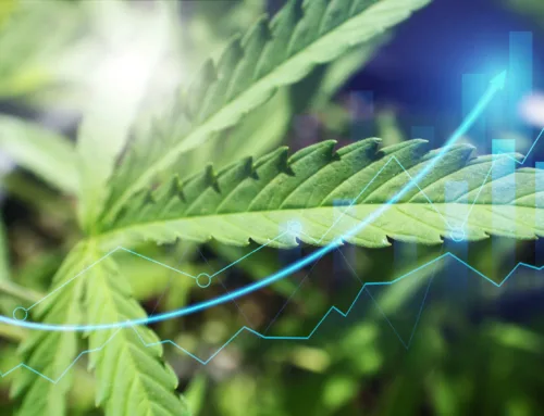 St. Louis cannabis experts share trends to watch in 2026