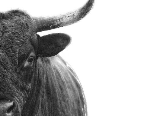 The bulls are too bullish: Bank of America warns 200-plus fund managers just triggered a c