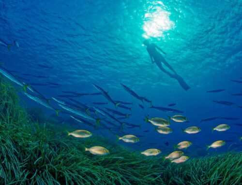 EU and partners boost Mediterranean Sea protection at COP24