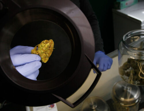 States fail to require adequate cannabis product safety warnings