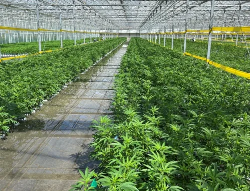 Massive drop in cannabis cultivation permits behind licensing contraction