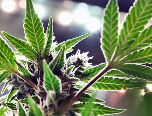 Texas lawmakers were right to be cautious about medical marijuana