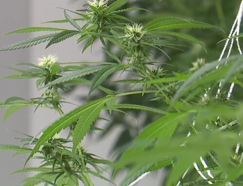 Nebraska Medical Cannabis Commission working to finalize regulations