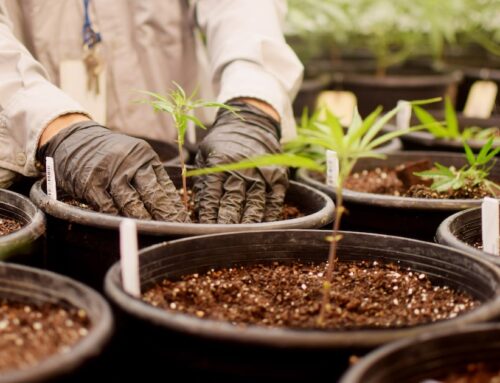 Texas’ rapidly expanding medical THC program names nine likely new providers