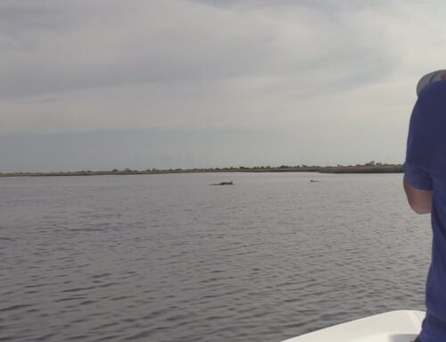 Dolphins stay in Mississippi Sound despite environmental disasters, study finds