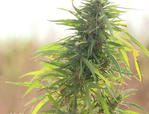 Joint Commission discuss plans for cannabis retail market