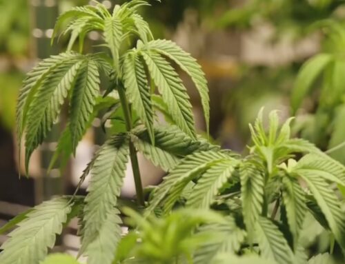 Executive order accelerates cannabis rescheduling timeline