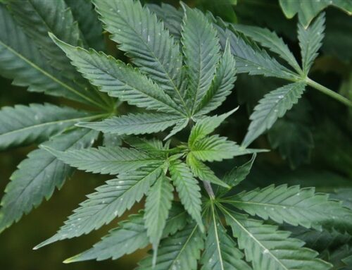 Group files to place cannabis bill referendum before Ohio voters