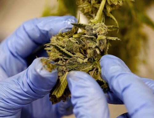 Maine’s cannabis industry has mixed feelings over federal drug reclassification