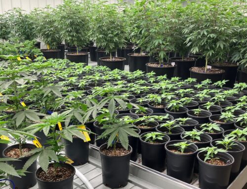 Alabama’s long wait for medicinal cannabis could be nearing end as commission awards dispe