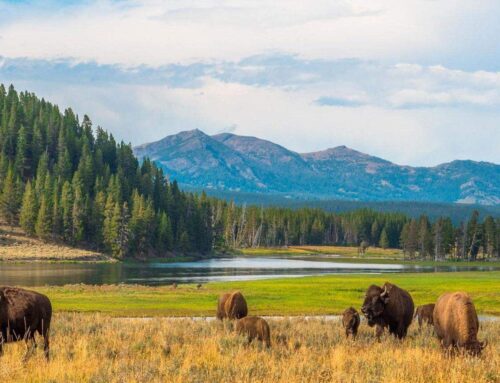 Yellowstone: the world’s first National Park and symbol of the modern environmental conser