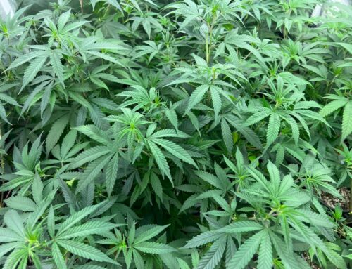 Ohio college adds 6 online Cannabis Career Certificate programs