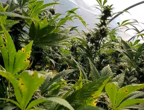 Vermont cannabis businesses react to Trump directive