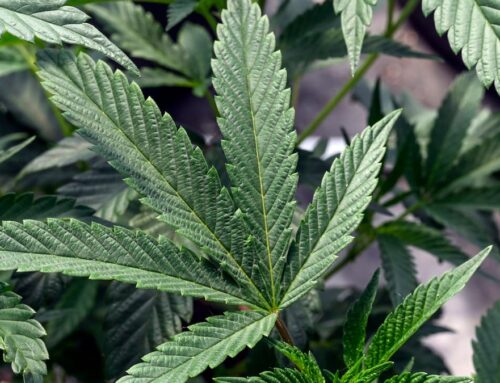 Some cannabis works about as well as ibuprofen against chronic pain, OHSU-led review finds