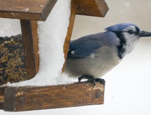 About 20 weather warnings in effect across Canada as rain, snow, cold hammer country