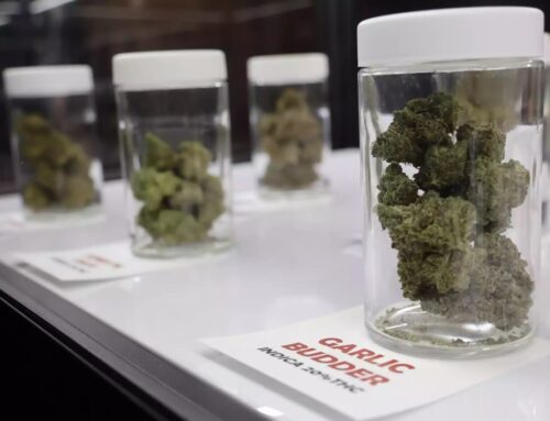 Red Lake Nation to open cannabis dispensary in West St. Paul