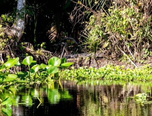 Florida leads nation in cuts to environmental protection jobs, report says