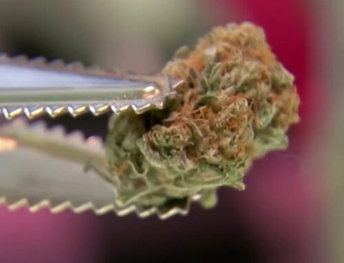 ‘A lifelong battle’: Cannabis activist weighs in on move to reclassify marijuana